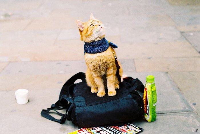 1357609904_cat-023 (700x469, 53Kb)