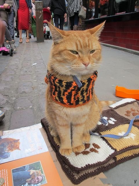 1357609856_cat-015 (480x640, 71Kb)