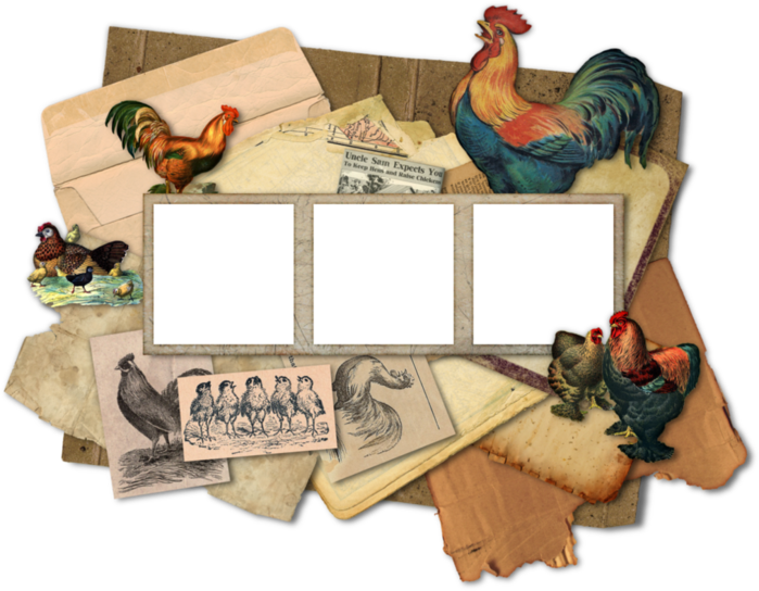 vintage_rooster_and_chicken_frames_by_cesstrelle-d5ps5p7 (700x544, 455Kb)