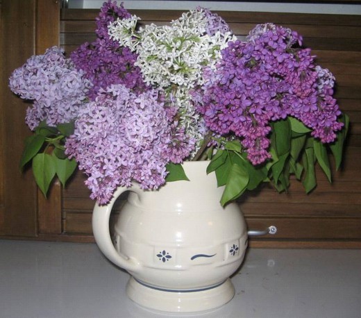 Lilacs-in-a-Vase1-520x458 (520x458, 71Kb)