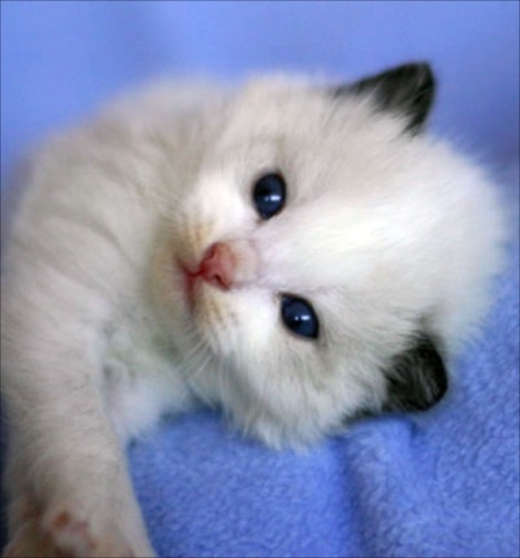 kitten_07 (470x504, 40Kb)