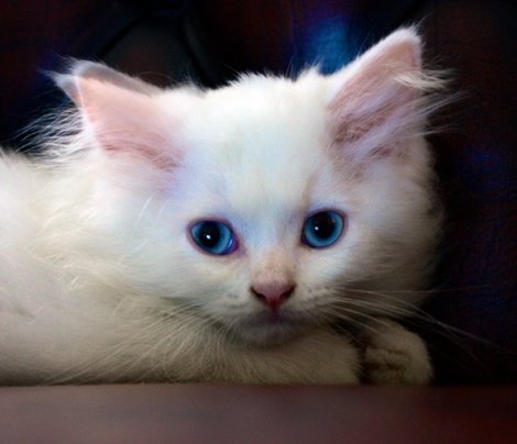 kitten_25 (470x404, 27Kb)