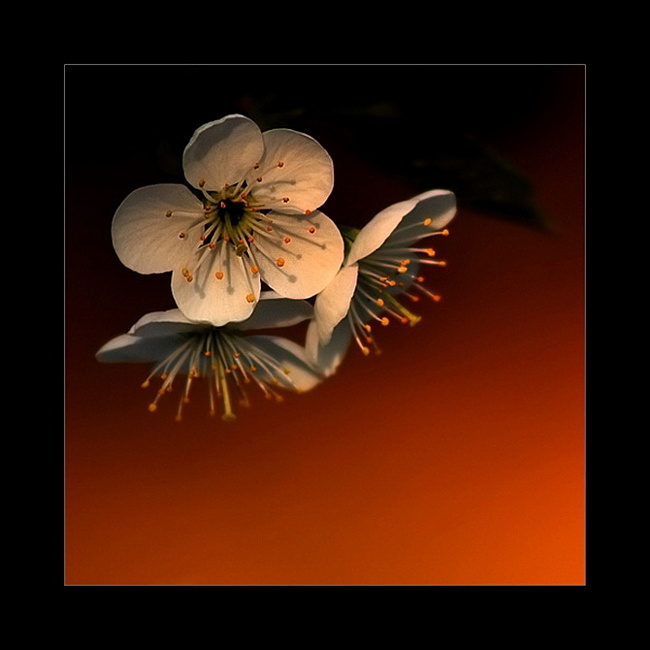 0c1069cdb148c6165d907289a618f4bd (650x650, 73Kb)