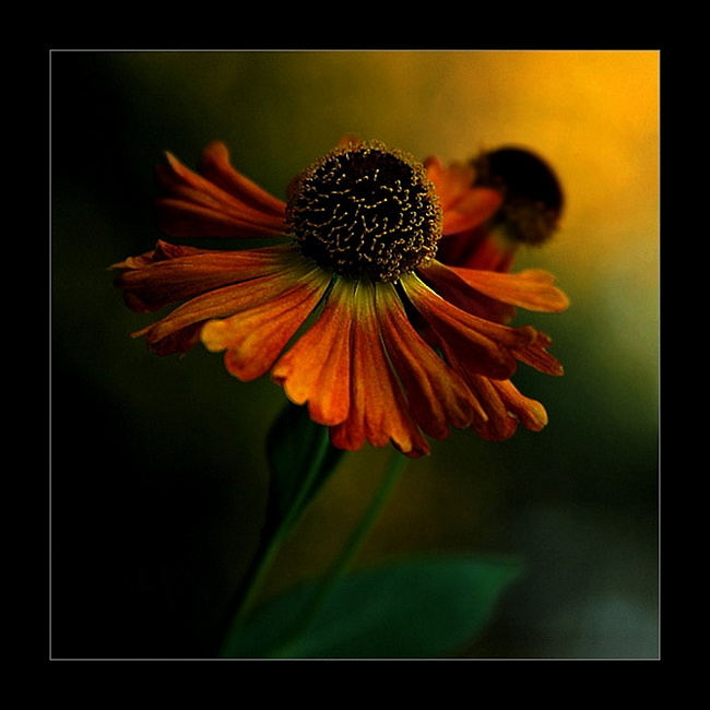0c106945f35b72fa2ebc51f474016b61 (650x650, 95Kb)