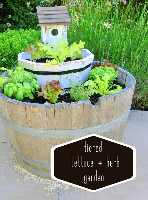 lettuce-and-herb-garden (519x700, 146Kb)