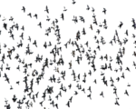   (9) (150x120, 40Kb)