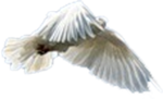   (19) (150x91, 21Kb)