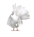   (42) (560x605, 187Kb)