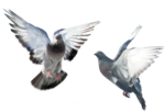   (45) (700x480, 231Kb)