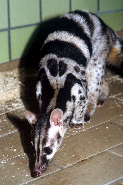 4561982_27_Owstons_banded_civet (468x700, 231Kb)