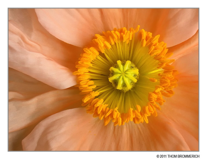 3166706_orange_poppy_3_7_11_by_thom_b_fotod3b9vr9 (800x633, 99Kb)