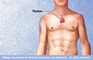 r7_thymus-300x195 (300x195, 17Kb)