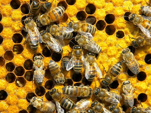 лечение пчелами (500x375, 132Kb)