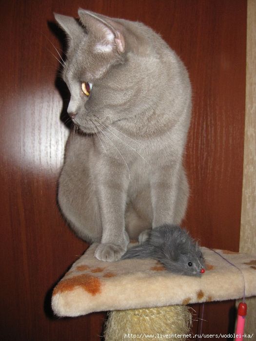 IMG_4268 (525x700, 301Kb)