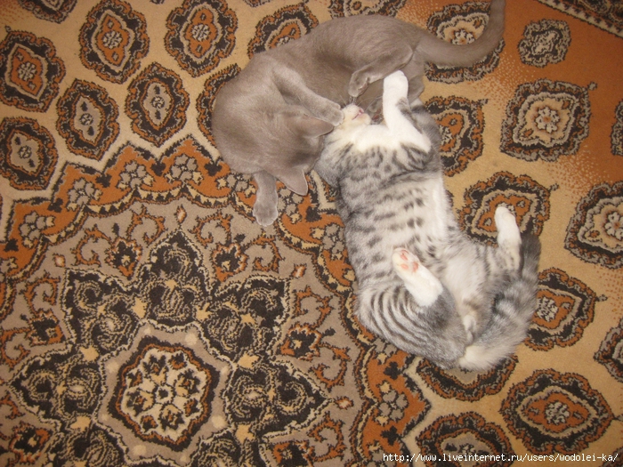 IMG_4102 (700x525, 422Kb)