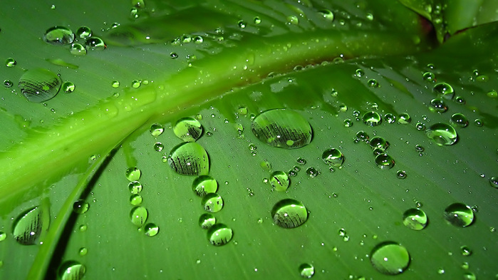 dew-wallpaper-1366x768 (2) (700x393, 127Kb)