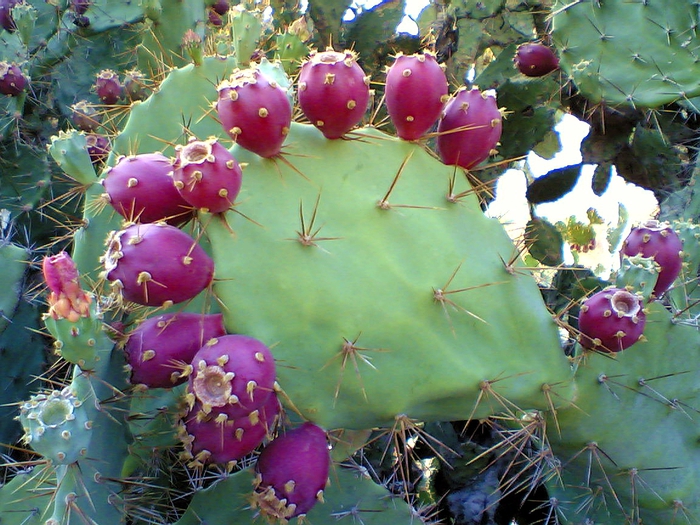 3453311_Prickly_pear_cactus_beed (700x525, 349Kb)