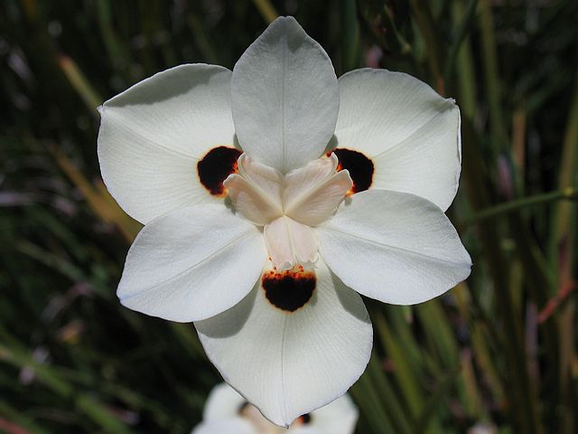 orchid-angelica-mia-kiilani-flower (640x480, 36Kb)