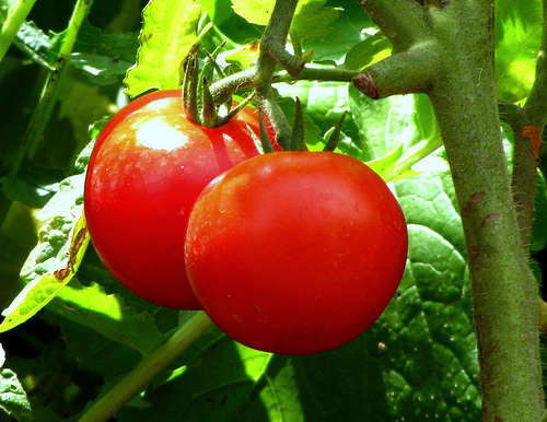 tomato (500x386, 150Kb)