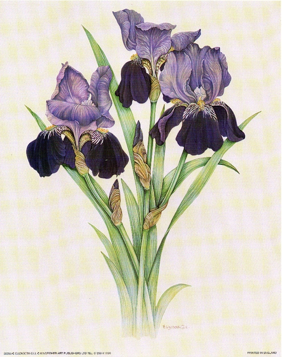 iris (553x700, 346Kb)