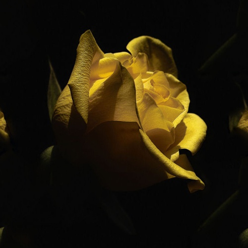 0_6a7b6_85be53e3_L (500x500, 44Kb)