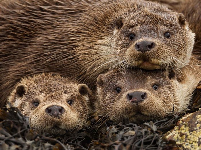 british-otters-james_62973_990x742 (700x524, 103Kb)