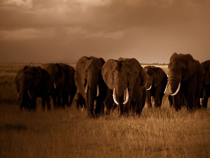 elephant-herd-kenya_62676_990x742 (700x524, 40Kb)