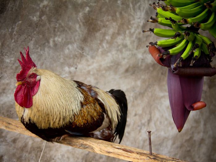 rooster-brazil_62682_990x742 (700x524, 59Kb)