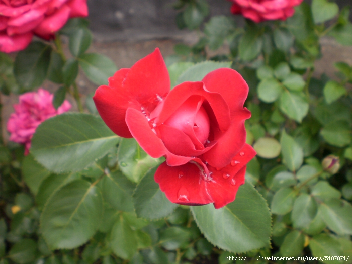 P1102 (700x525, 257Kb)