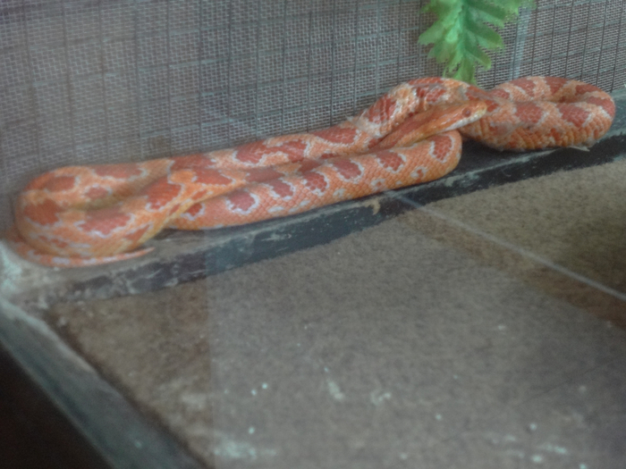 DSC01684 (700x525, 343Kb)