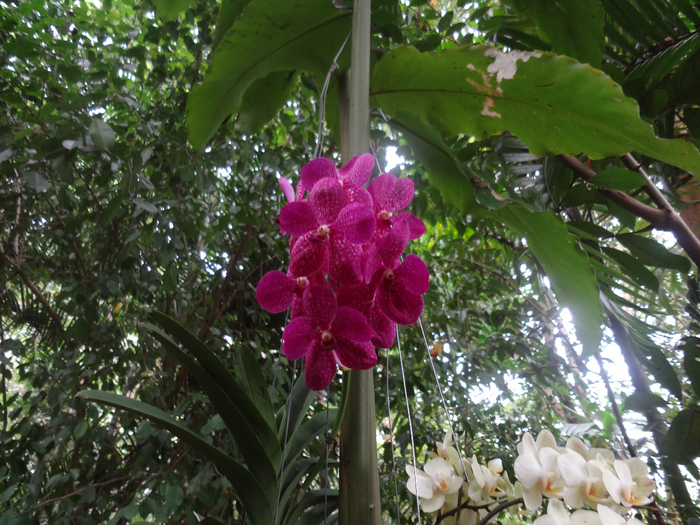 DSC02003 (700x525, 517Kb)