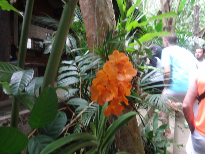 DSC02010 (700x525, 414Kb)