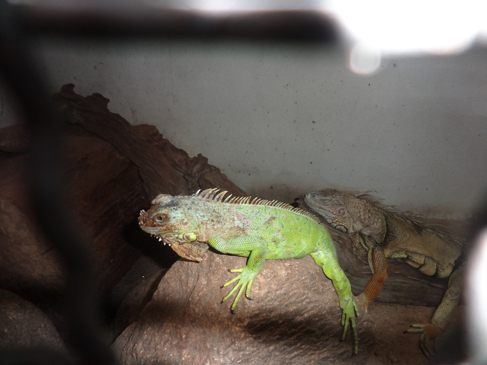 DSC02064 (700x525, 317Kb)