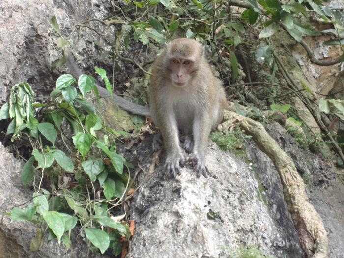 DSC02097 (700x525, 477Kb)