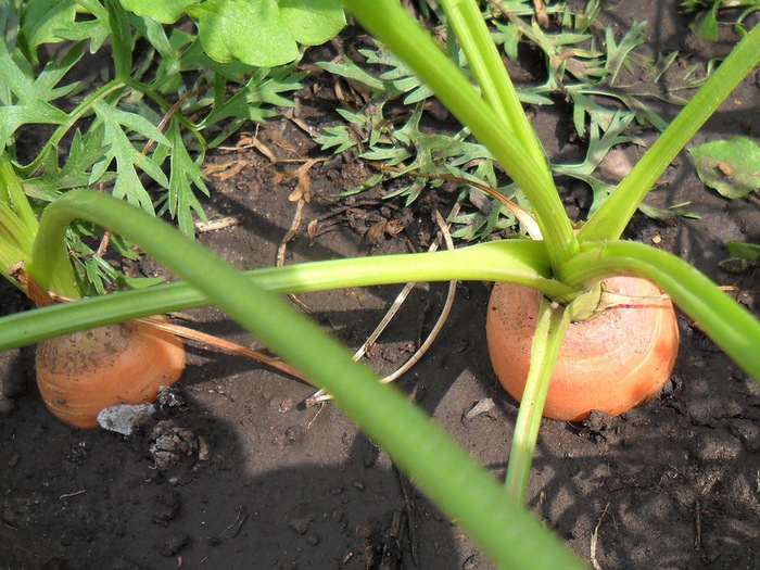 vkusniogorod, морковь (13) (700x525, 154Kb)
