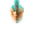 kg-gif-5a (100x100, 77Kb)