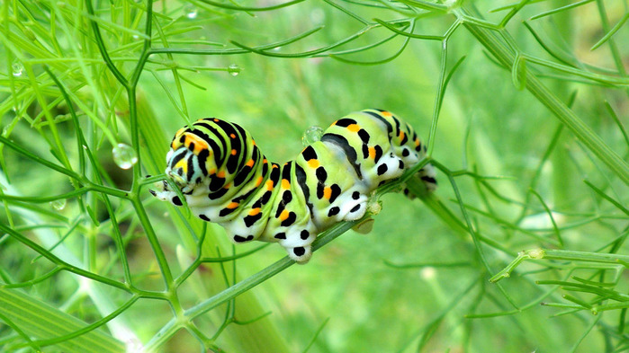 4326608_caterpillarwallpaper1366x768 (700x393, 124Kb)