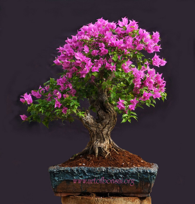 4979645_Bougainvillea_glabra (669x700, 175Kb)