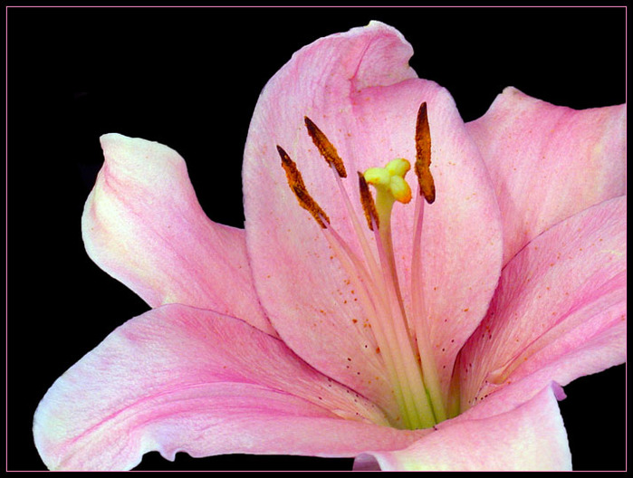 3166706_PINK_LILY_by_THOM_B_FOTO (800x604, 115Kb)