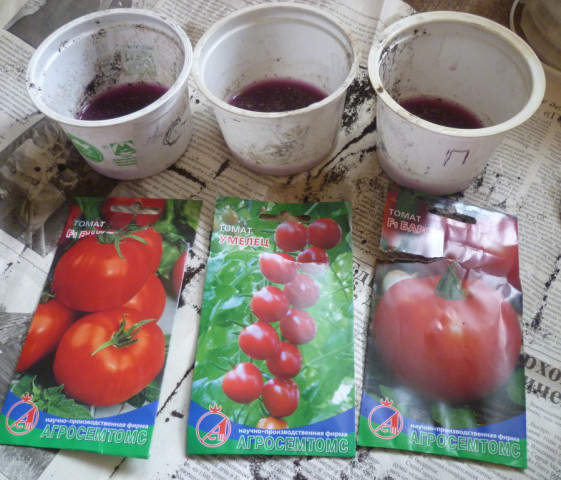 tomat-zamachivanie-semena (561x480, 51Kb)