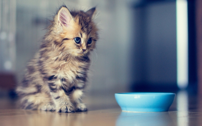 Самый симпатичный котенок Дейзи ...вырос!. Обсуждение на LiveInternet -  Российский Сервис Онлайн-Дневников
