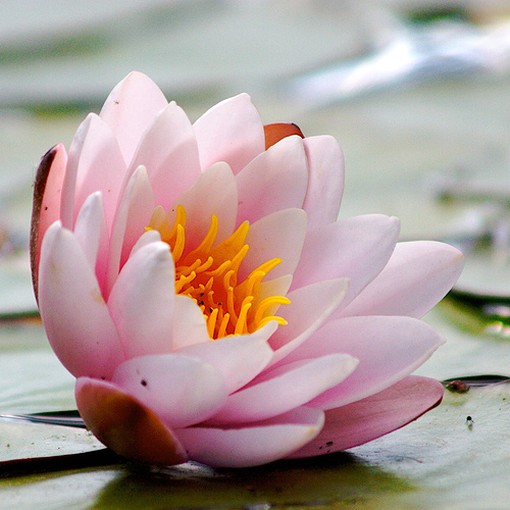 lotus flower art (510x510, 55Kb)