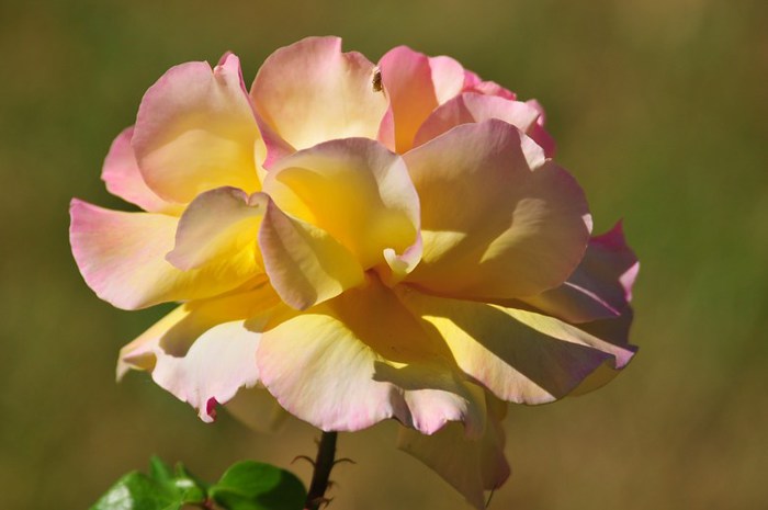 Beautiful-Flowers-pictures-Roses-Flowers-pictures-hh_Ni328876 (700x465, 42Kb)