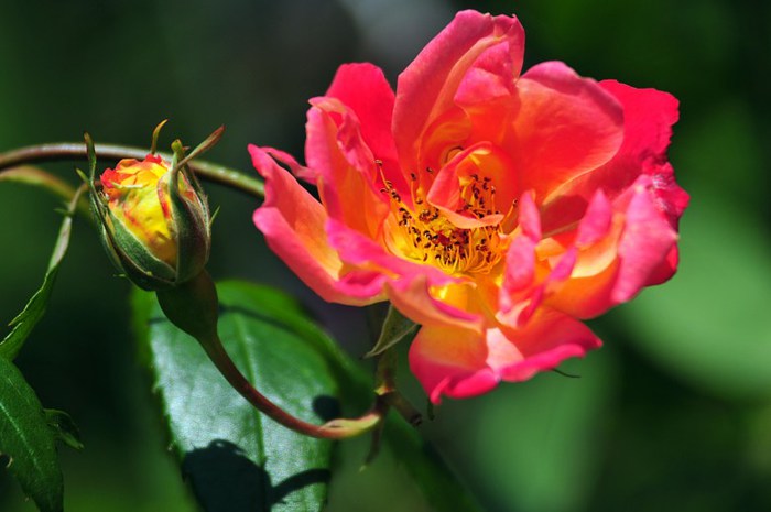 Beautiful-Flowers-pictures-Roses-Flowers-pictures-hh_Ni329268 (700x465, 56Kb)