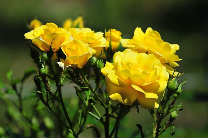 Beautiful-Flowers-pictures-Roses-Flowers-pictures-hh_Ni329326 (700x465, 62Kb)