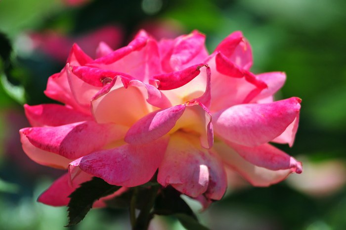 Beautiful-Flowers-pictures-Roses-Flowers-pictures-hh_Ni329479 (700x465, 50Kb)