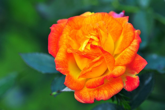 Beautiful-Flowers-pictures-Roses-Flowers-pictures-hh_Ni341955 (700x465, 49Kb)