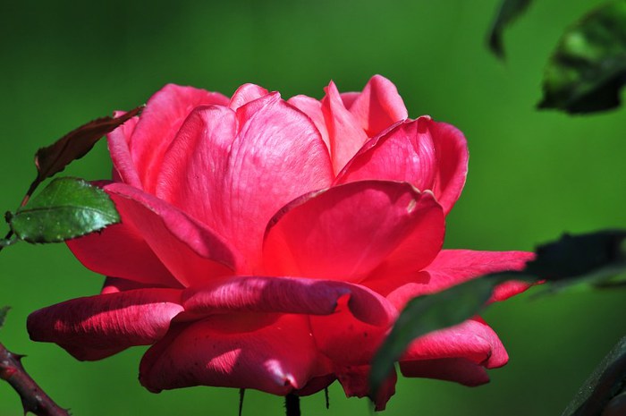 Beautiful-Flowers-pictures-Roses-Flowers-pictures-hh_Ni342093 (700x465, 52Kb)