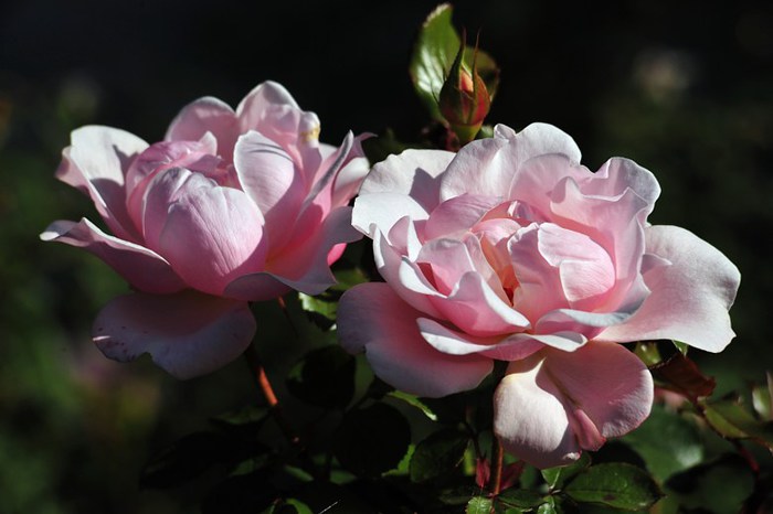 Beautiful-Flowers-pictures-Roses-Flowers-pictures-hh_Ni790033 (700x466, 54Kb)