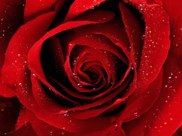 love-5 (622x466, 44Kb)